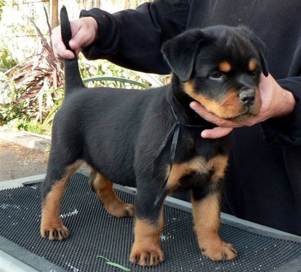 小狗几个月开始猛长