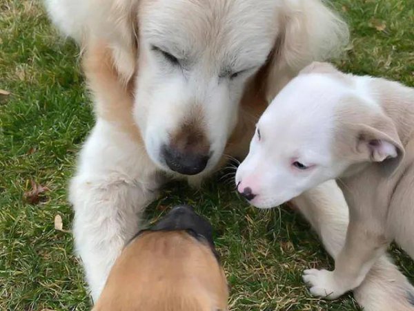 小狗几个月开始猛长