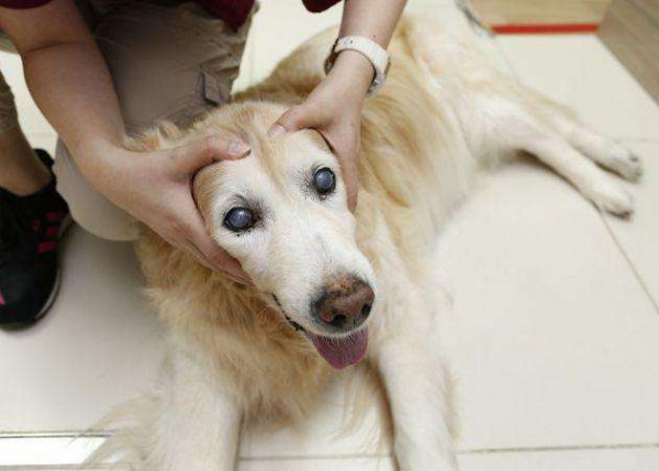 小狗几个月开始猛长