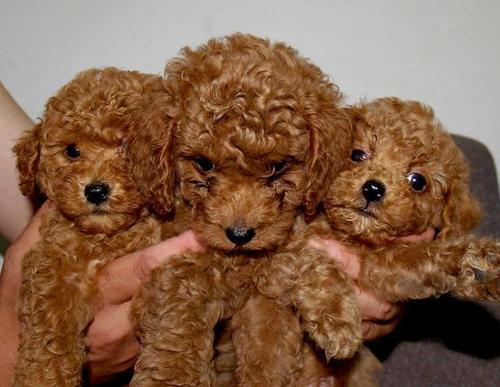 小狗几个月开始猛长