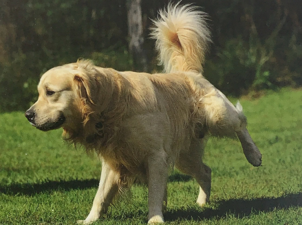 小狗几个月开始猛长