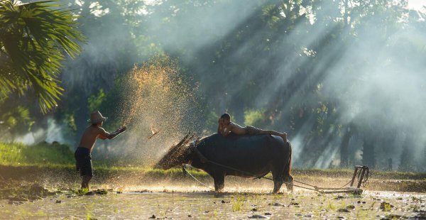 农村最适合做什么生意