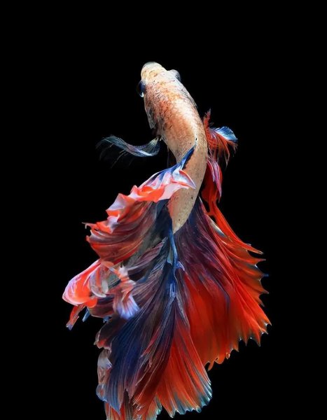 最好养的冷水观赏鱼排行榜