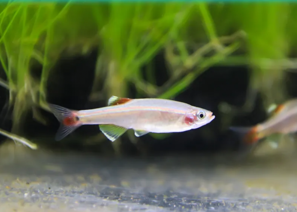 最好养的冷水观赏鱼排行榜