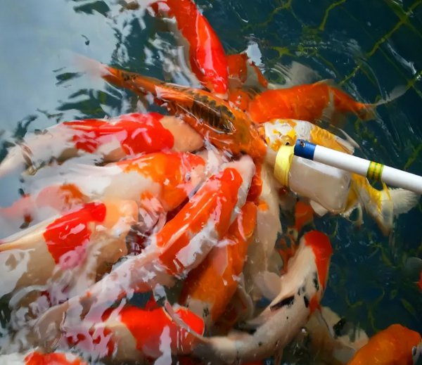 最好养的冷水观赏鱼排行榜