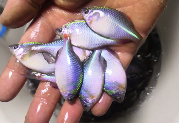 最好养的冷水观赏鱼排行榜