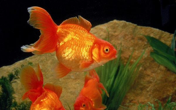 最好养的冷水观赏鱼排行榜