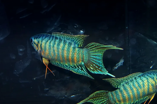 最好养的冷水观赏鱼排行榜