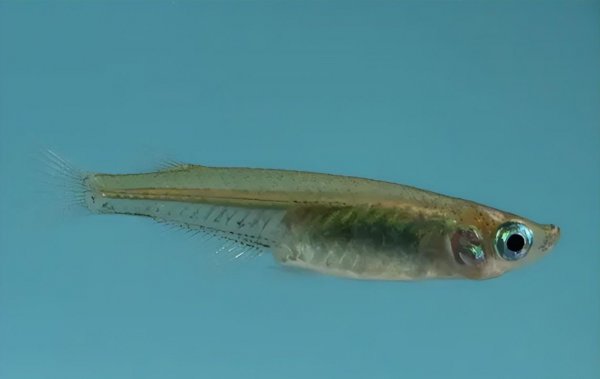 最好养的冷水观赏鱼排行榜