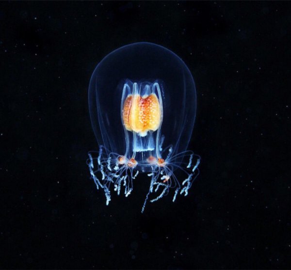 世界上杀不死的动物排名