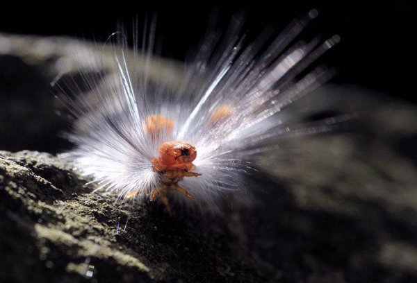 世界上杀不死的动物排名