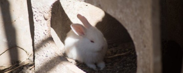 爱干净的人家里适合养什么宠物