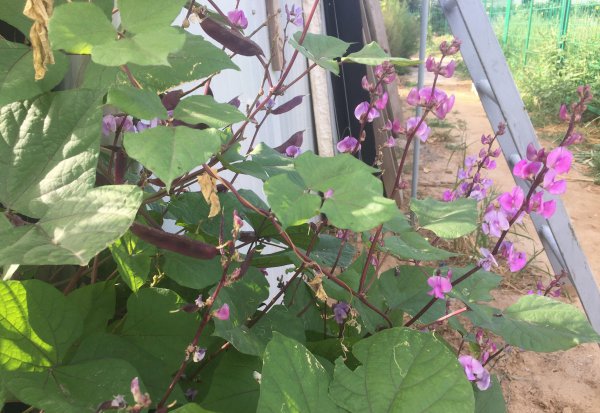 春季可以种的蔬菜有哪些品种