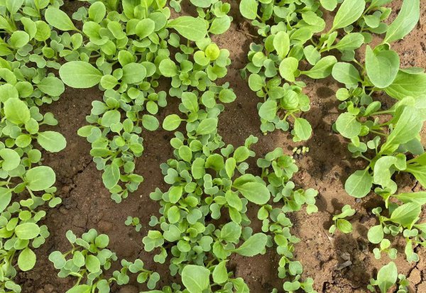 春季可以种的蔬菜有哪些品种