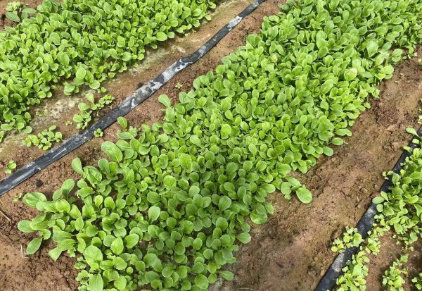 春季可以种的蔬菜有哪些品种