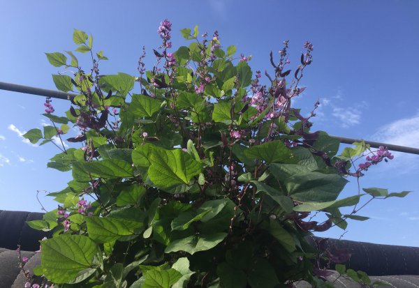 春季可以种的蔬菜有哪些品种