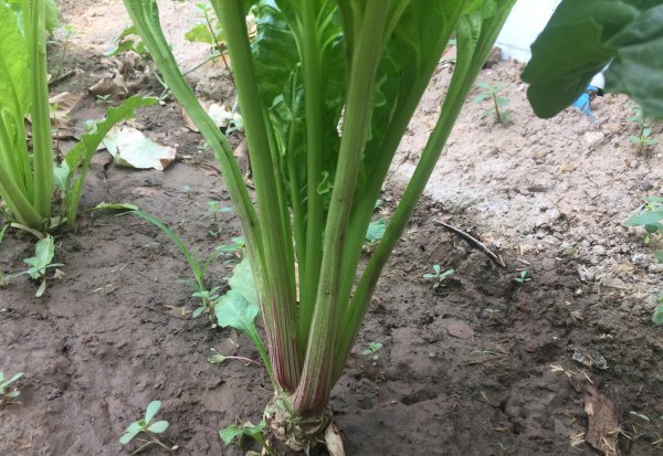 春季可以种的蔬菜有哪些品种