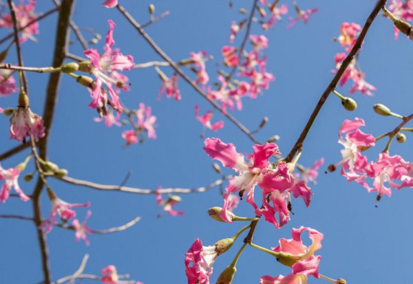 紫荆花花语及象征意义