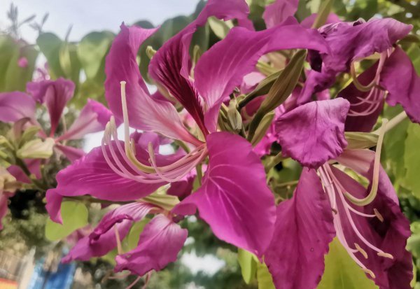 紫荆花花语及象征意义