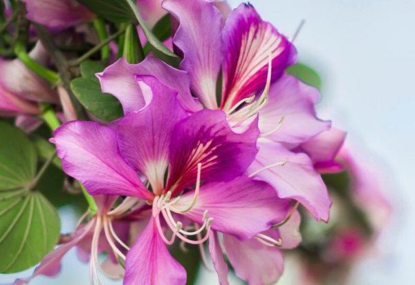 紫荆花花语及象征意义