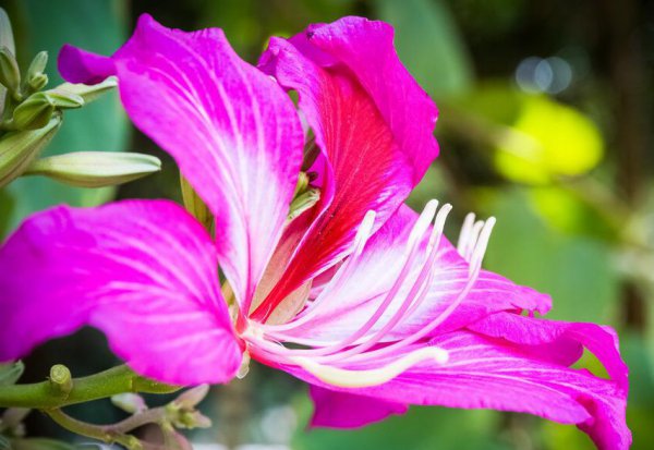 紫荆花花语及象征意义