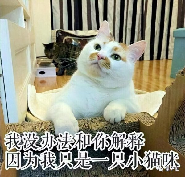 猫咪是否听懂自己名字