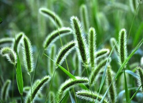 狗尾草的花语是什么意思