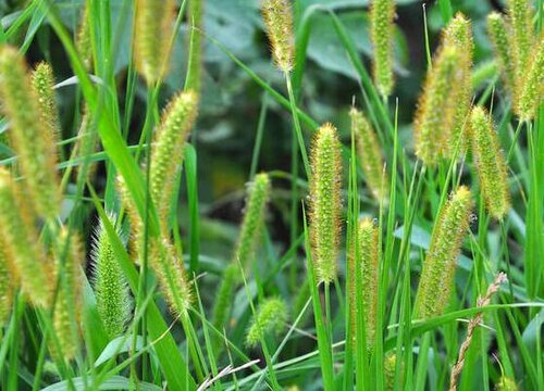 狗尾草的花语是什么意思