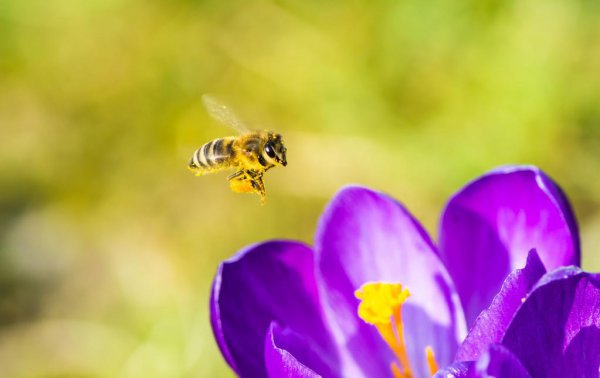 赞美蜜蜂的诗句经典