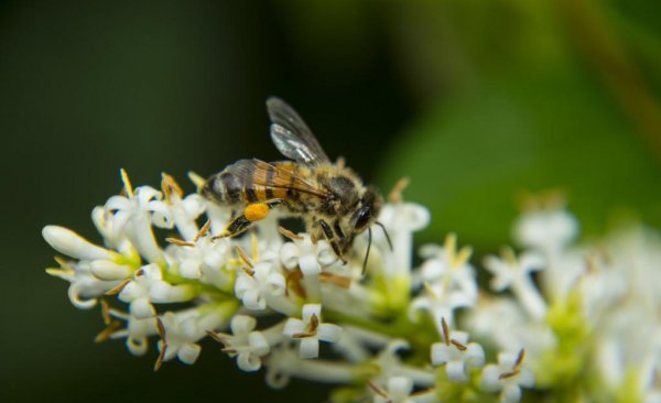 赞美蜜蜂的诗句经典