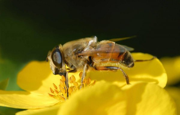 赞美蜜蜂的诗句经典