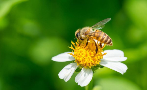 赞美蜜蜂的诗句经典