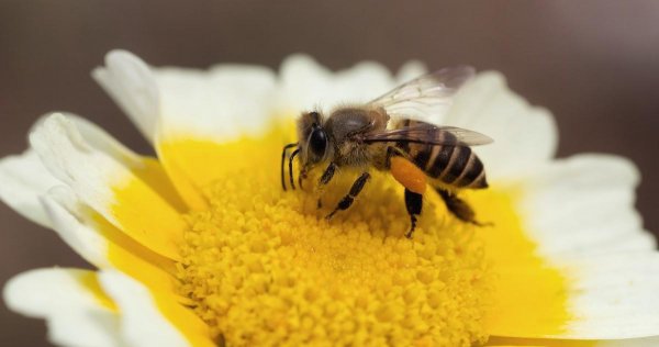赞美蜜蜂的诗句经典