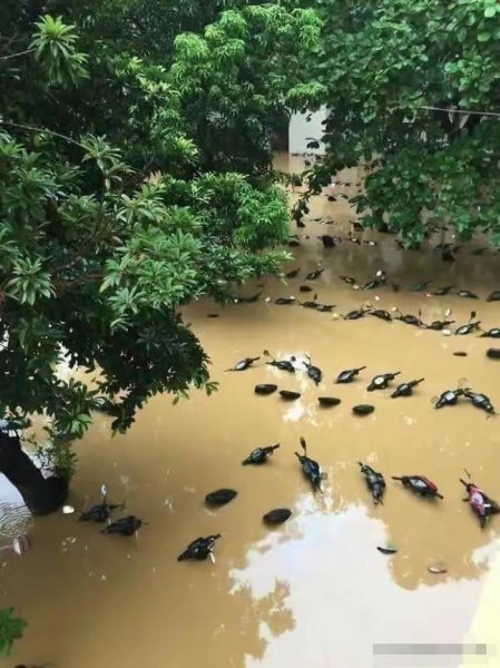 十大错觉图盘点