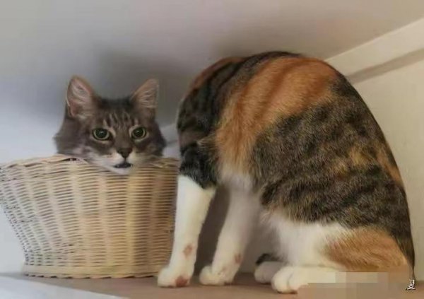 十大错觉图盘点