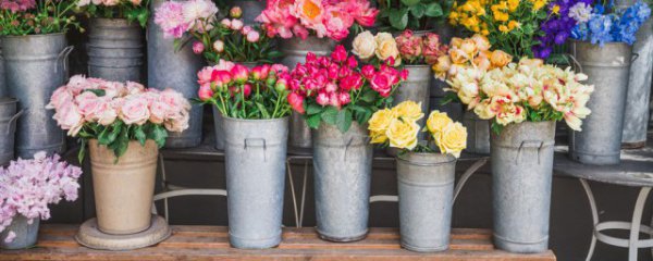 客厅里摆放禁忌植物