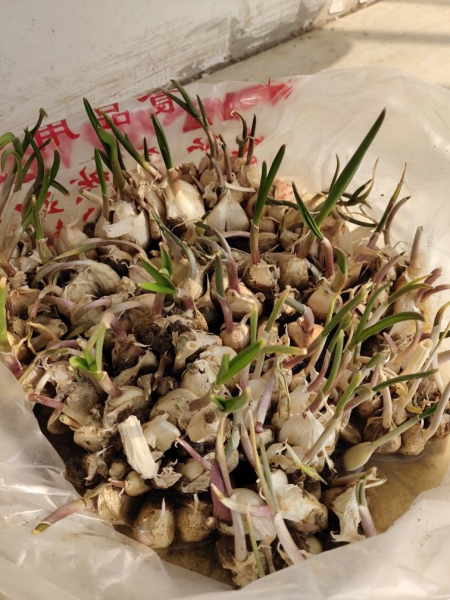 观察蒜苗的生长过程图片