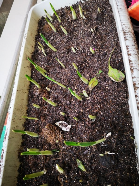 观察蒜苗的生长过程图片