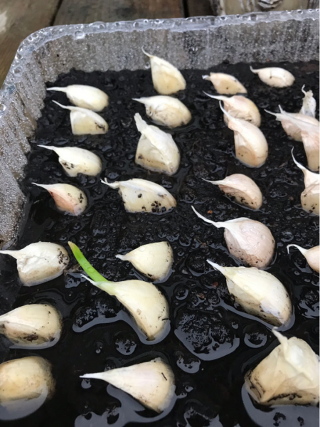 观察蒜苗的生长过程图片