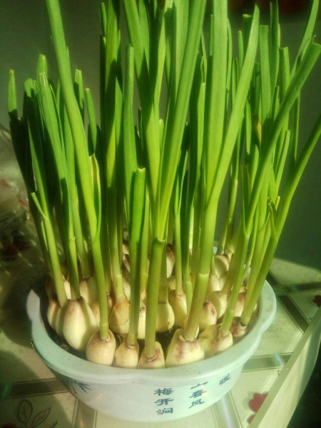 观察蒜苗的生长过程图片