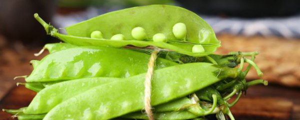 荷兰豆是热性还是凉性