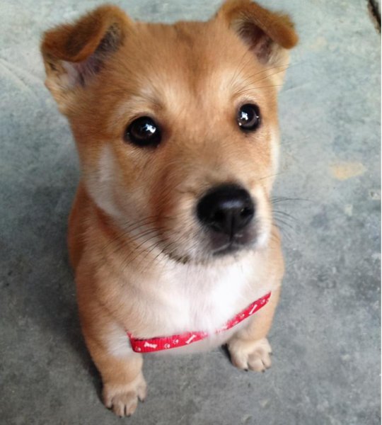 中华田园犬寿命有多长时间