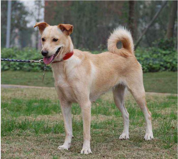 中华田园犬寿命有多长时间