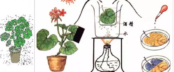 光合作用的化学方程式