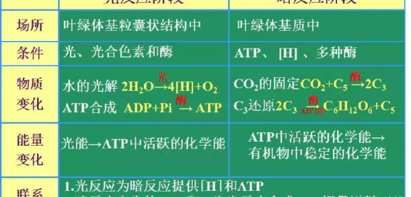 光合作用的化学方程式