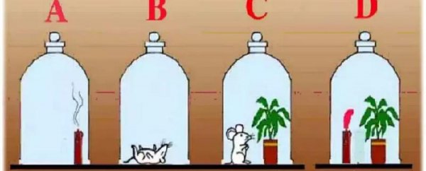 光合作用的化学方程式