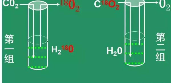光合作用的化学方程式