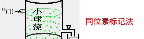 光合作用的化学方程式