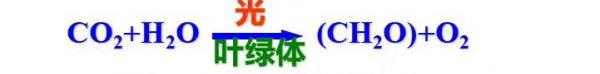 光合作用的化学方程式