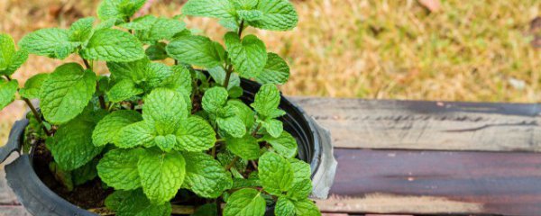 新鲜的薄荷叶怎么处理